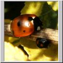 Coccinella septempunctata - Siebenpunkt 09.jpg